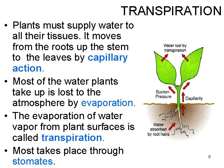 TRANSPIRATION • Plants must supply water to all their tissues. It moves from the TRANSPIRATION • Plants must supply water to all their tissues. It moves from the