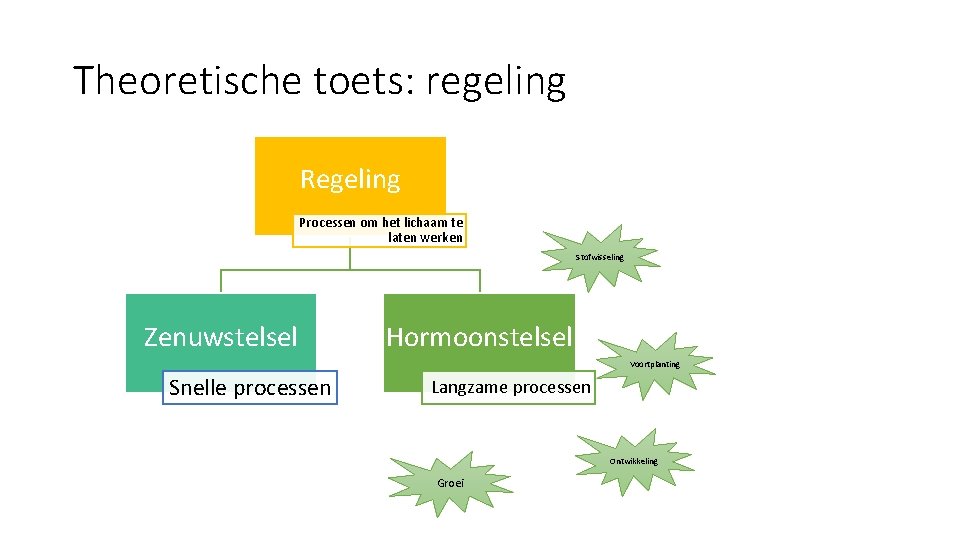 Theoretische toets: regeling Regeling Processen om het lichaam te laten werken Stofwisseling Zenuwstelsel Hormoonstelsel