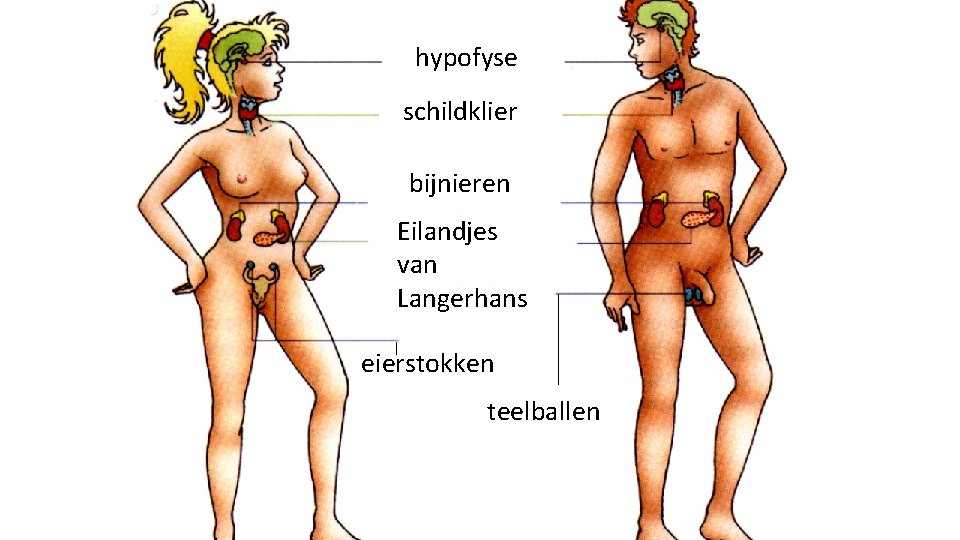 hypofyse schildklier bijnieren Eilandjes van Langerhans eierstokken teelballen 