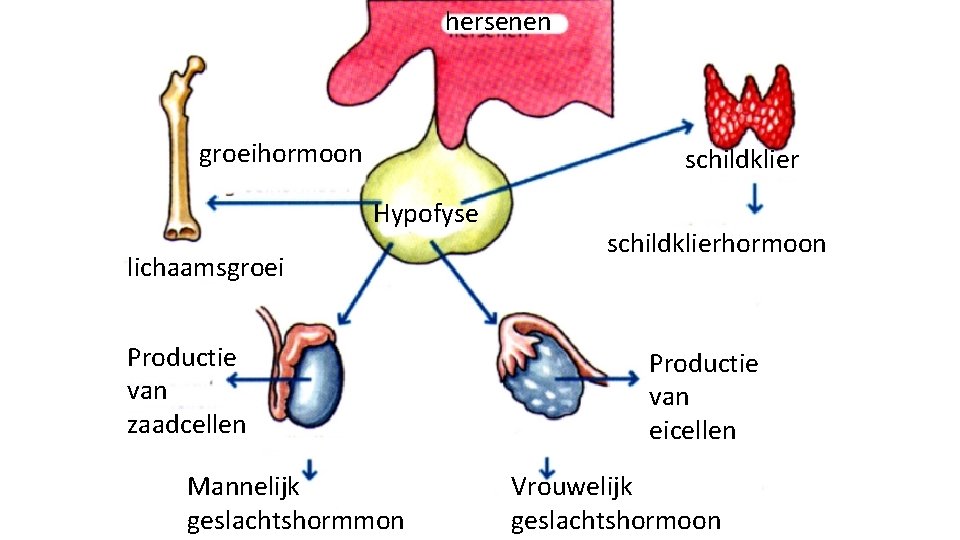 hersenen groeihormoon schildklier Hypofyse lichaamsgroei Productie van zaadcellen Mannelijk geslachtshormmon schildklierhormoon Productie van eicellen