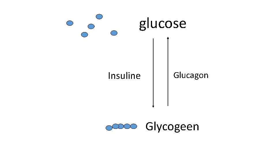 glucose Insuline Glucagon Glycogeen 