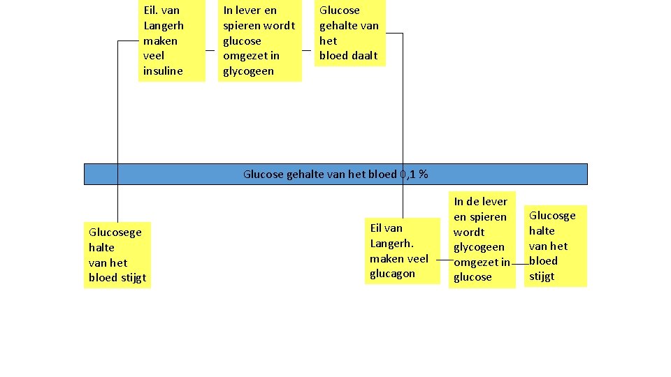 Eil. van Langerh maken veel insuline In lever en spieren wordt glucose omgezet in