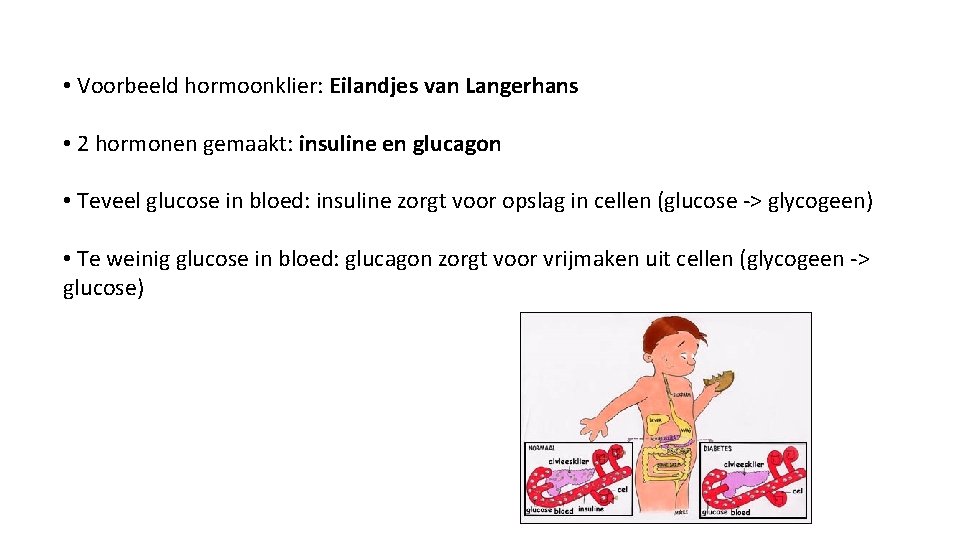  • Voorbeeld hormoonklier: Eilandjes van Langerhans • 2 hormonen gemaakt: insuline en glucagon