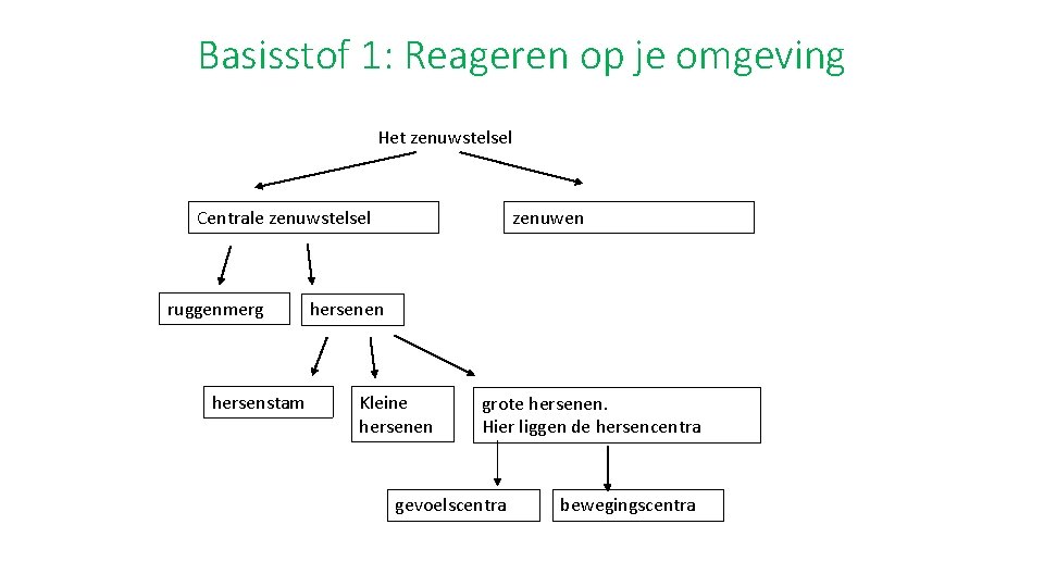 Basisstof 1: Reageren op je omgeving Het zenuwstelsel Centrale zenuwstelsel ruggenmerg hersenstam zenuwen hersenen