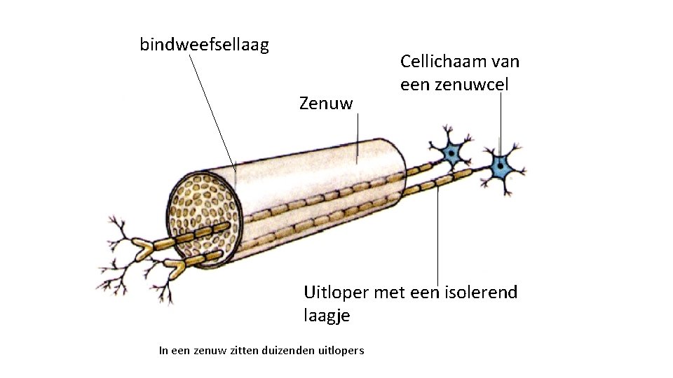 bindweefsellaag Zenuw Cellichaam van een zenuwcel Uitloper met een isolerend laagje In een zenuw