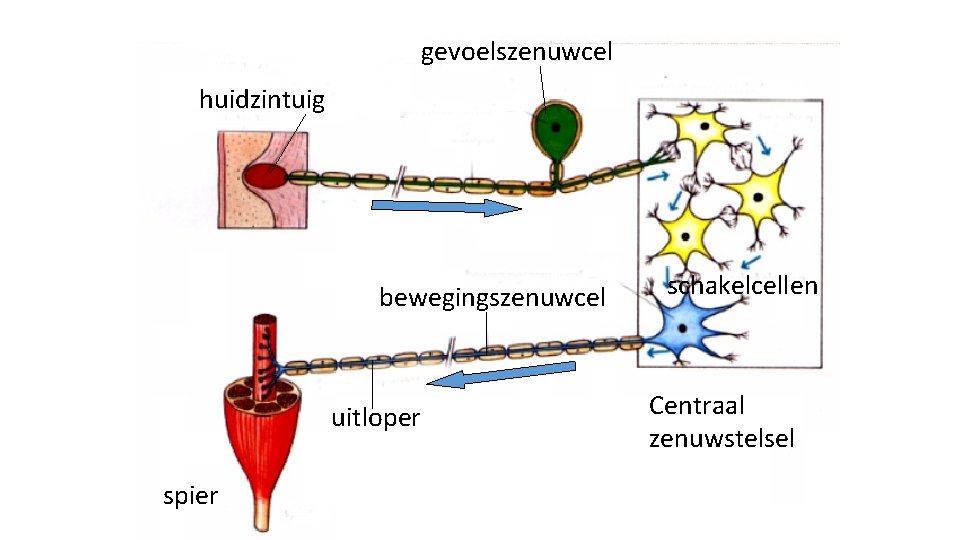 gevoelszenuwcel huidzintuig bewegingszenuwcel uitloper spier schakelcellen Centraal zenuwstelsel 