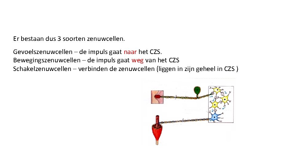 Er bestaan dus 3 soorten zenuwcellen. Gevoelszenuwcellen – de impuls gaat naar het CZS.