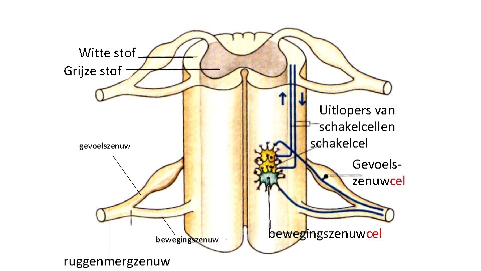 Witte stof Grijze stof Uitlopers van schakelcellen schakelcel Gevoelszenuwcel gevoelszenuw bewegingszenuw ruggenmergzenuw bewegingszenuwcel 