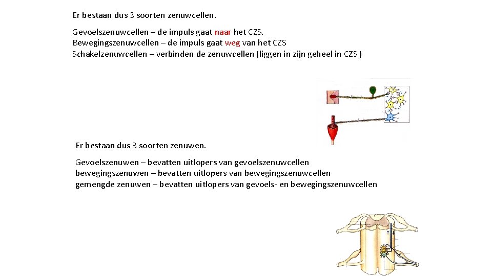 Er bestaan dus 3 soorten zenuwcellen. Gevoelszenuwcellen – de impuls gaat naar het CZS.