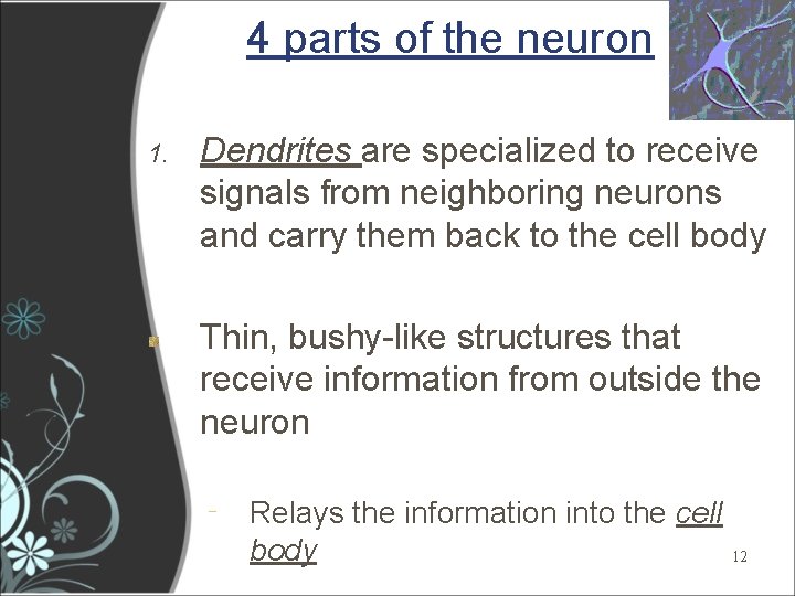 4 parts of the neuron 1. Dendrites are specialized to receive signals from neighboring 4 parts of the neuron 1. Dendrites are specialized to receive signals from neighboring