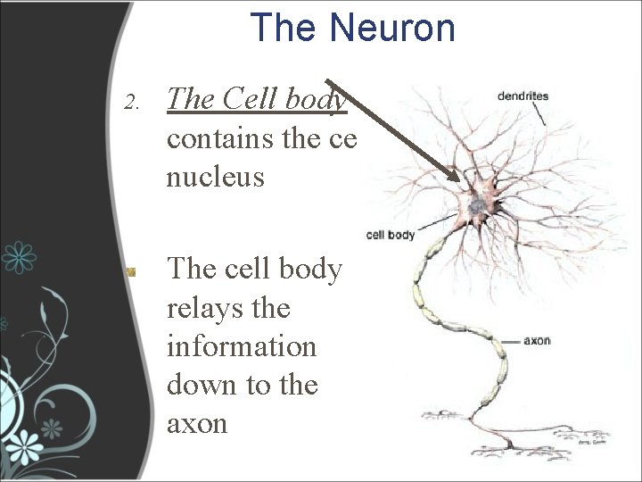 The Neuron 2. The Cell body contains the cell nucleus The cell body relays The Neuron 2. The Cell body contains the cell nucleus The cell body relays