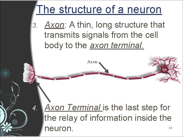 The structure of a neuron 3. Axon: A thin, long structure that transmits signals The structure of a neuron 3. Axon: A thin, long structure that transmits signals