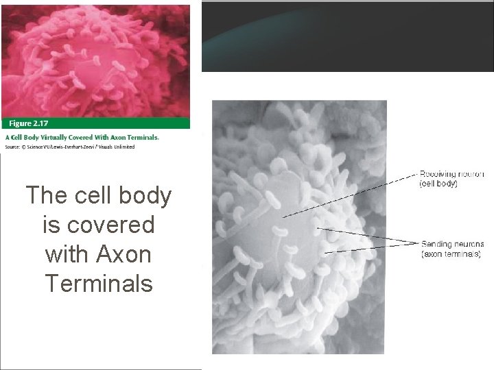 The cell body is covered with Axon Terminals 15 The cell body is covered with Axon Terminals 15