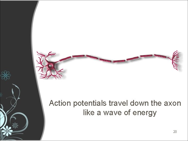 Action potentials travel down the axon like a wave of energy 20 Action potentials travel down the axon like a wave of energy 20