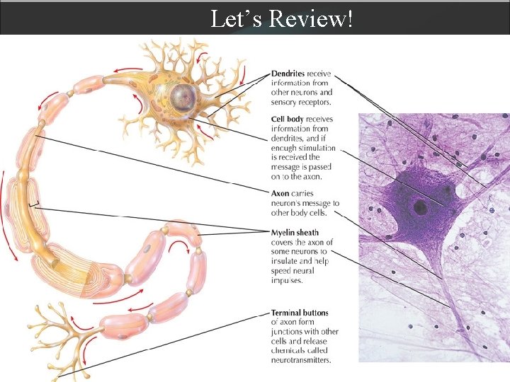 Let’s Review! 23 Let’s Review! 23