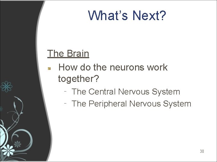 What’s Next? The Brain How do the neurons work together? ‐ The Central Nervous What’s Next? The Brain How do the neurons work together? ‐ The Central Nervous