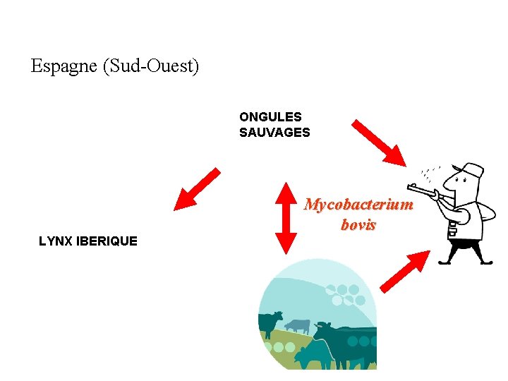 Espagne (Sud-Ouest) ONGULES SAUVAGES LYNX IBERIQUE Mycobacterium bovis 