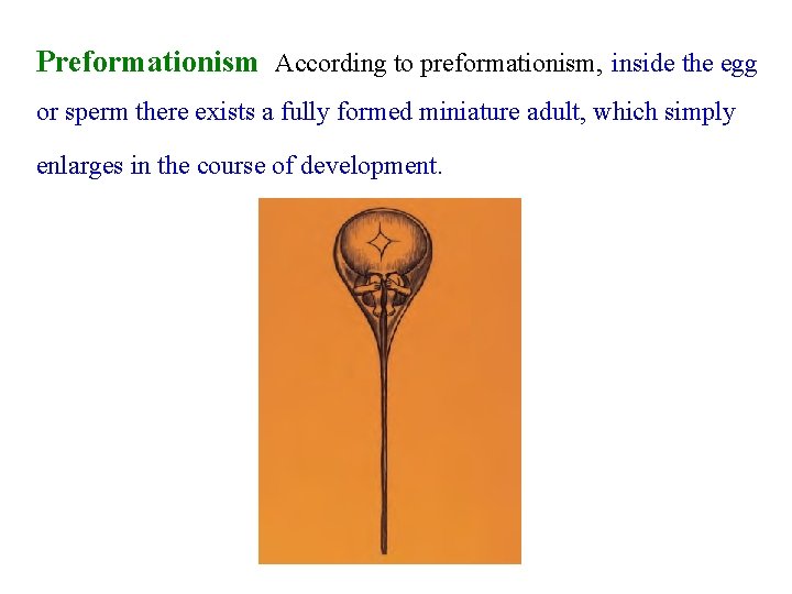 Preformationism According to preformationism, inside the egg or sperm there exists a fully formed