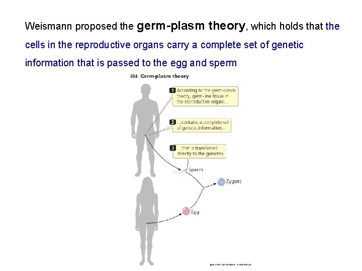 Weismann proposed the germ-plasm theory, which holds that the cells in the reproductive organs
