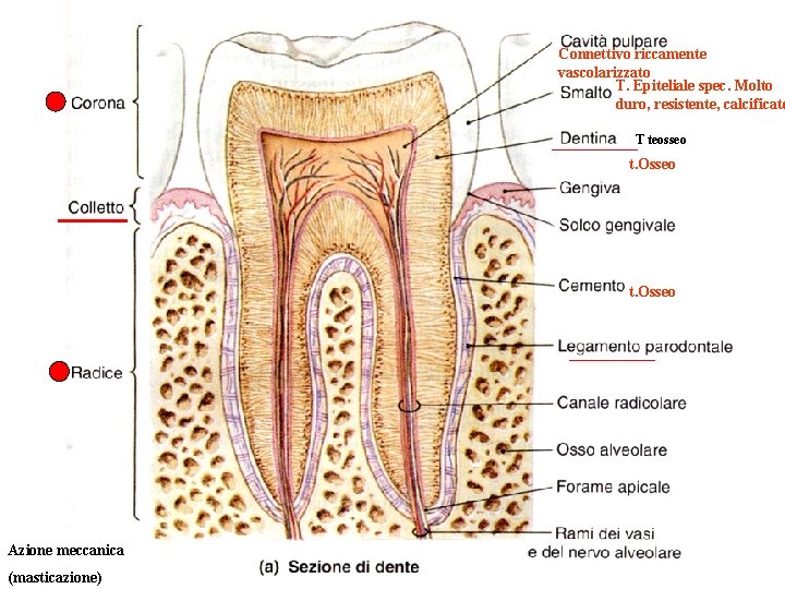 Connettivo riccamente vascolarizzato T. Epiteliale spec. Molto duro, resistente, calcificato T teosseo t. Osseo