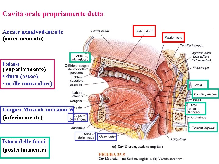 Cavità orale propriamente detta Arcate gengivodentarie (anteriormente) Palato ( superiormente) • duro (osseo) •