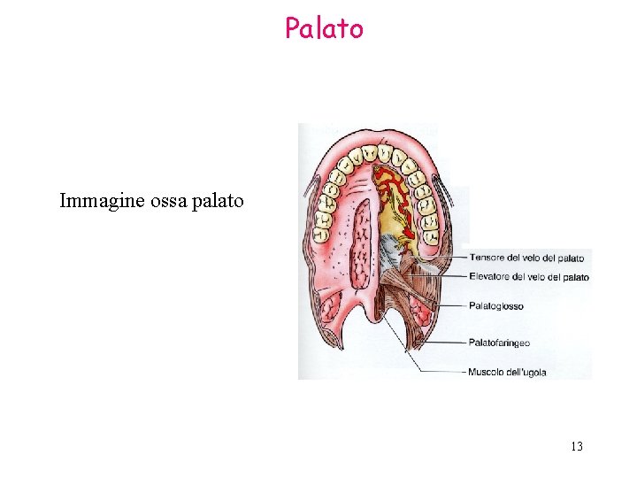 Palato Immagine ossa palato 13 