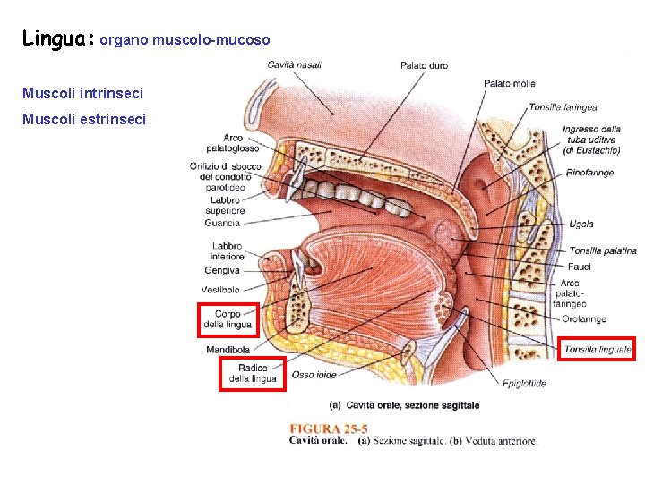 Lingua: organo muscolo-mucoso Muscoli intrinseci Muscoli estrinseci 14 