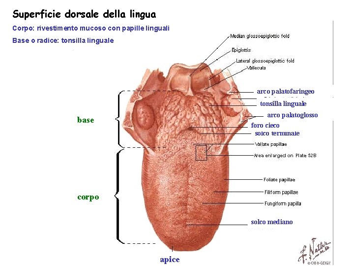 Superficie dorsale della lingua Corpo: rivestimento mucoso con papille linguali Base o radice: tonsilla