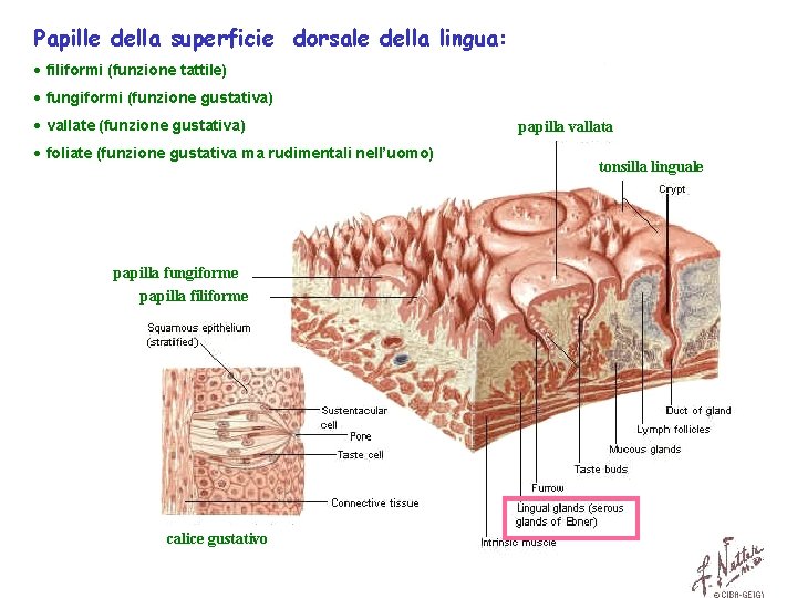 Papille della superficie dorsale della lingua: · filiformi (funzione tattile) · fungiformi (funzione gustativa)