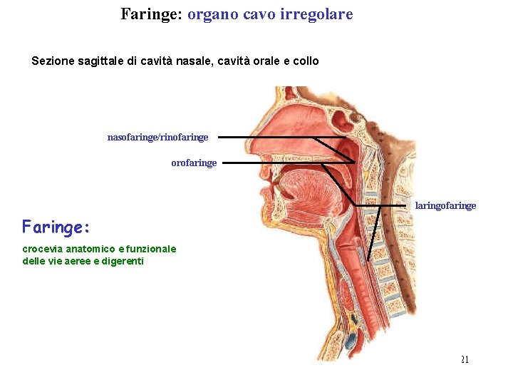 Faringe: organo cavo irregolare Sezione sagittale di cavità nasale, cavità orale e collo nasofaringe/rinofaringe