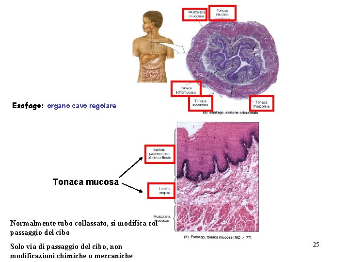 Esofago: organo cavo regolare Tonaca mucosa Normalmente tubo collassato, si modifica col passaggio del
