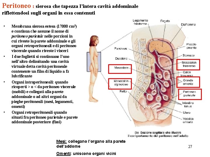 Peritoneo : sierosa che tapezza l’intera cavità addominale riflettendosi sugli organi in essa contenuti