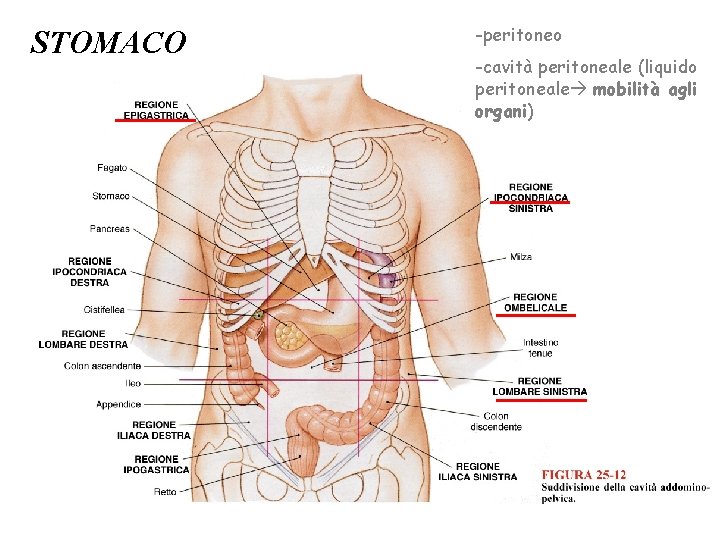STOMACO -peritoneo -cavità peritoneale (liquido peritoneale mobilità agli organi) 28 