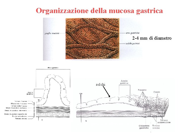 Organizzazione della mucosa gastrica 2 -4 mm di diametro solchi Sollevamento di mucosa e