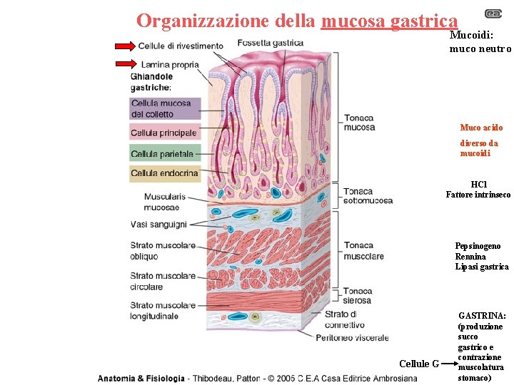 Organizzazione della mucosa gastrica Mucoidi: muco neutro Muco acido diverso da mucoidi HCl Fattore
