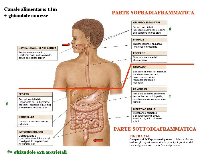 Canale alimentare: 11 m + ghiandole annesse PARTE SOPRADIAFRAMMATICA # # # PARTE SOTTODIAFRAMMATICA