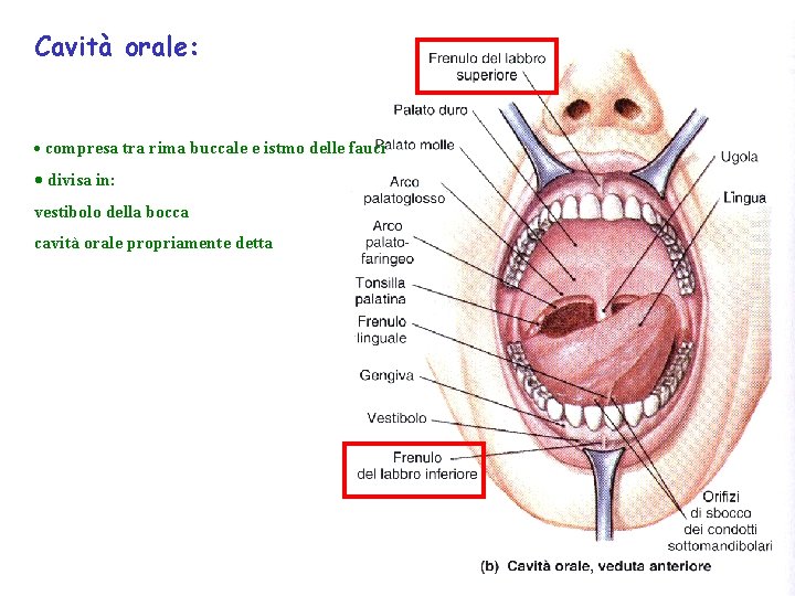 Cavità orale: · compresa tra rima buccale e istmo delle fauci · divisa in: