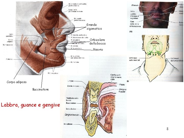 Grande zigomatico Orbicolare della bocca Risorio Corpo adiposo Buccinatore Labbra, guance e gengive 8