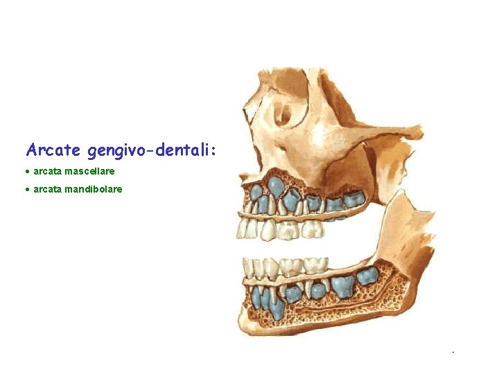 Arcate gengivo-dentali: · arcata mascellare · arcata mandibolare 9 