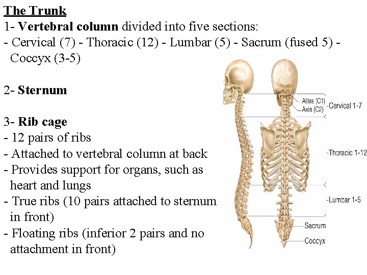 The Trunk 1 - Vertebral column divided into five sections: - Cervical (7) -