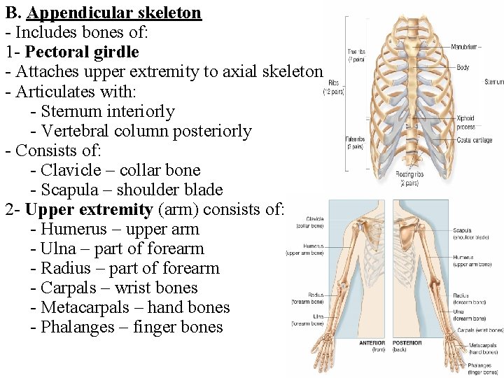 B. Appendicular skeleton - Includes bones of: 1 - Pectoral girdle - Attaches upper