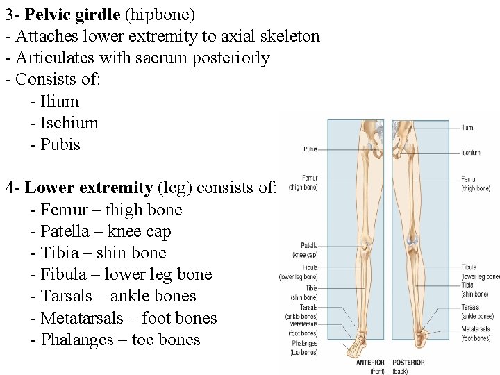 3 - Pelvic girdle (hipbone) - Attaches lower extremity to axial skeleton - Articulates