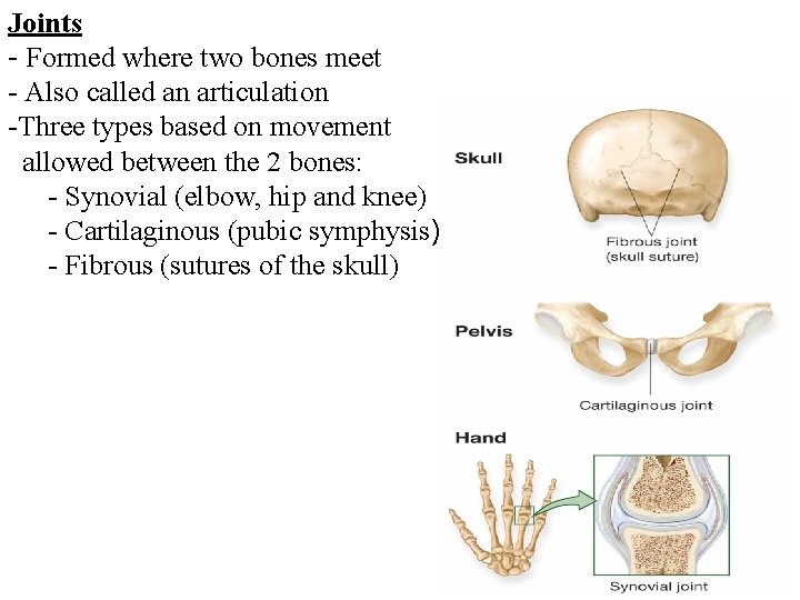 Joints - Formed where two bones meet - Also called an articulation -Three types