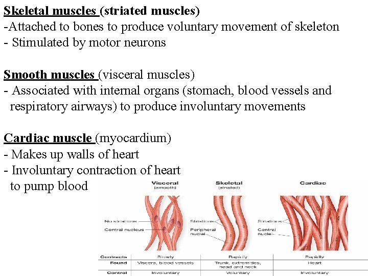 Skeletal muscles (striated muscles) -Attached to bones to produce voluntary movement of skeleton -