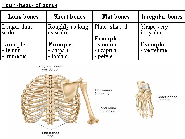 Four shapes of bones Longer than wide Example: - femur - humerus Short bones