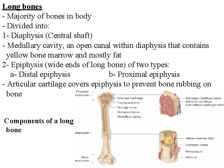 Long bones - Majority of bones in body - Divided into: 1 - Diaphysis