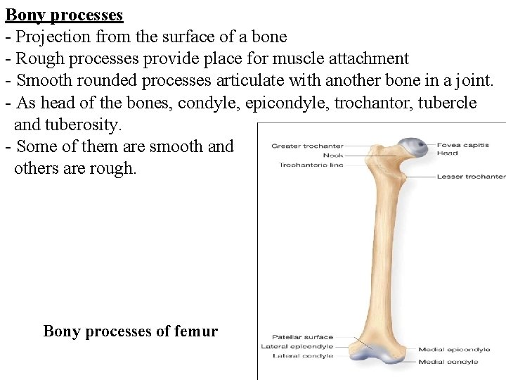 Bony processes - Projection from the surface of a bone - Rough processes provide