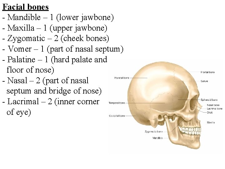 Facial bones - Mandible – 1 (lower jawbone) - Maxilla – 1 (upper jawbone)