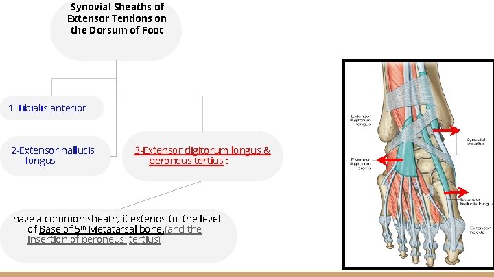 Frontal Lateral Compartments of the leg and dorsum