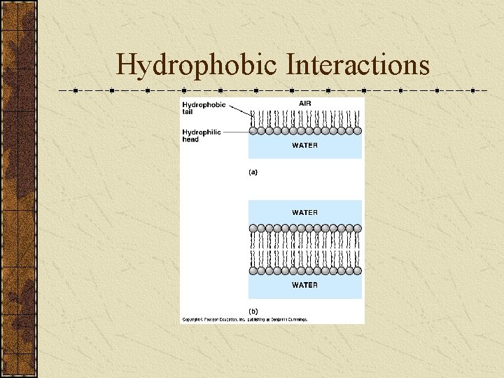 Hydrophobic Interactions 